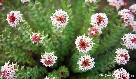 苍耳子|农村野菜也不能乱吃,这几个有毒的野菜要注意