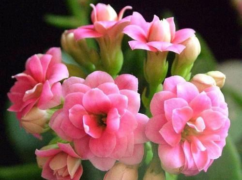  简单|几种花繁殖超简单，只要一片叶子就可以轻松养活！