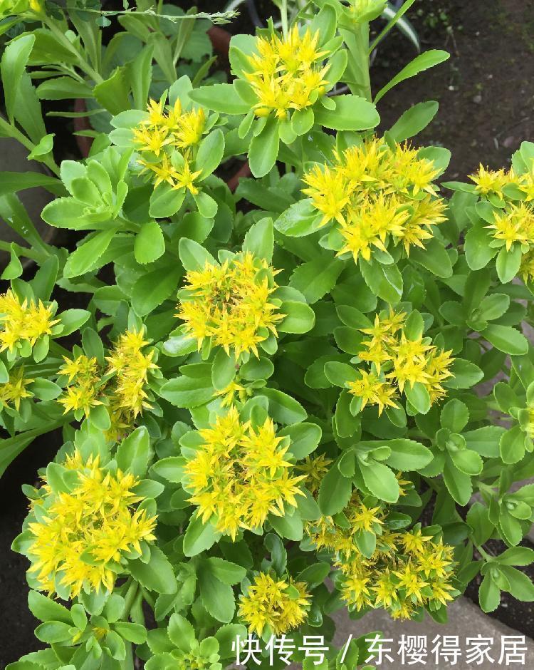 春夏季节开满金黄色花朵的三七景天,很好养的多肉,基本零难度