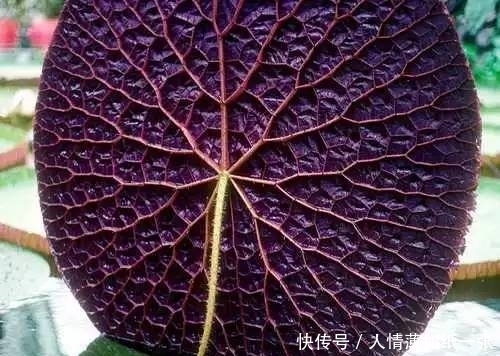 神“造”般的植物奇景,仿佛画作精品,小编已深深着迷!