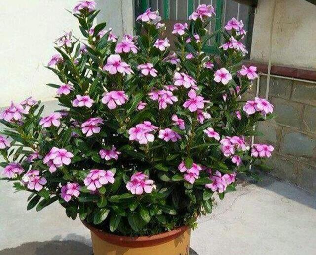 这花就叫“天天开”，咔咔一通剪，长成“小花树”，多了几十盆