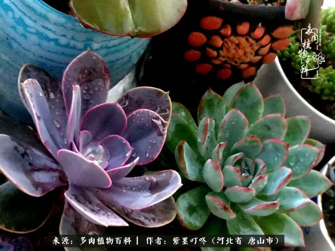 普货|从平凡中寻找美感,从噪杂中寻找宁静——多肉给予我的心灵疗愈!