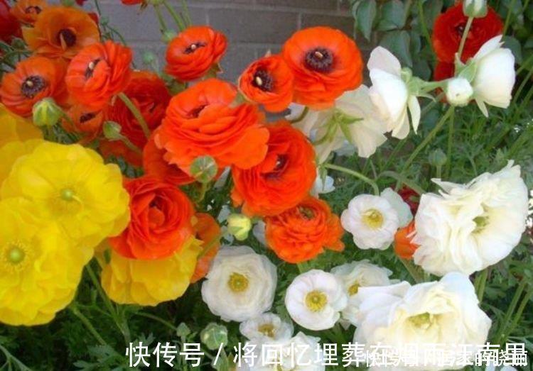 绣球花|家里要养4种花，开花吉祥又喜庆，一开就300多天！