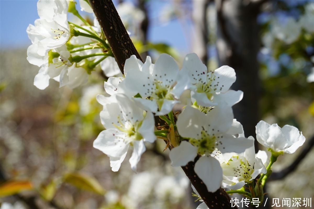 三月的深圳百花盛开，哪里是踏春赏花的好去处？答案都在这里了