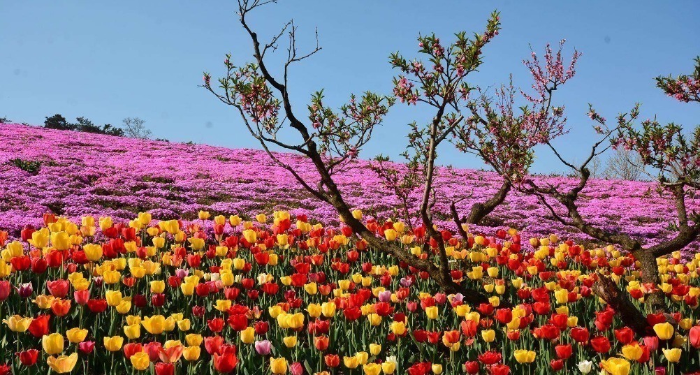 唐诗纪事$史上最狂的一首唐诗,出自一位女子之手,李白都难以望其项背