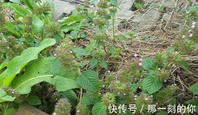 油性皮肤|农村这种野草随处可见,以前被红军挖来充饥,可为油性皮肤做护理!