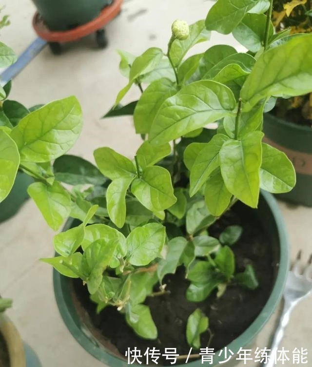 花市大捡漏，10种花现在买特合适，养一养就爆盆！