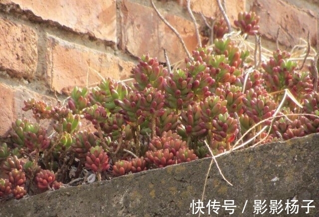 肉友|肉友把不要的多肉扔到屋顶，最后被惊艳到了，颗颗饱满圆润