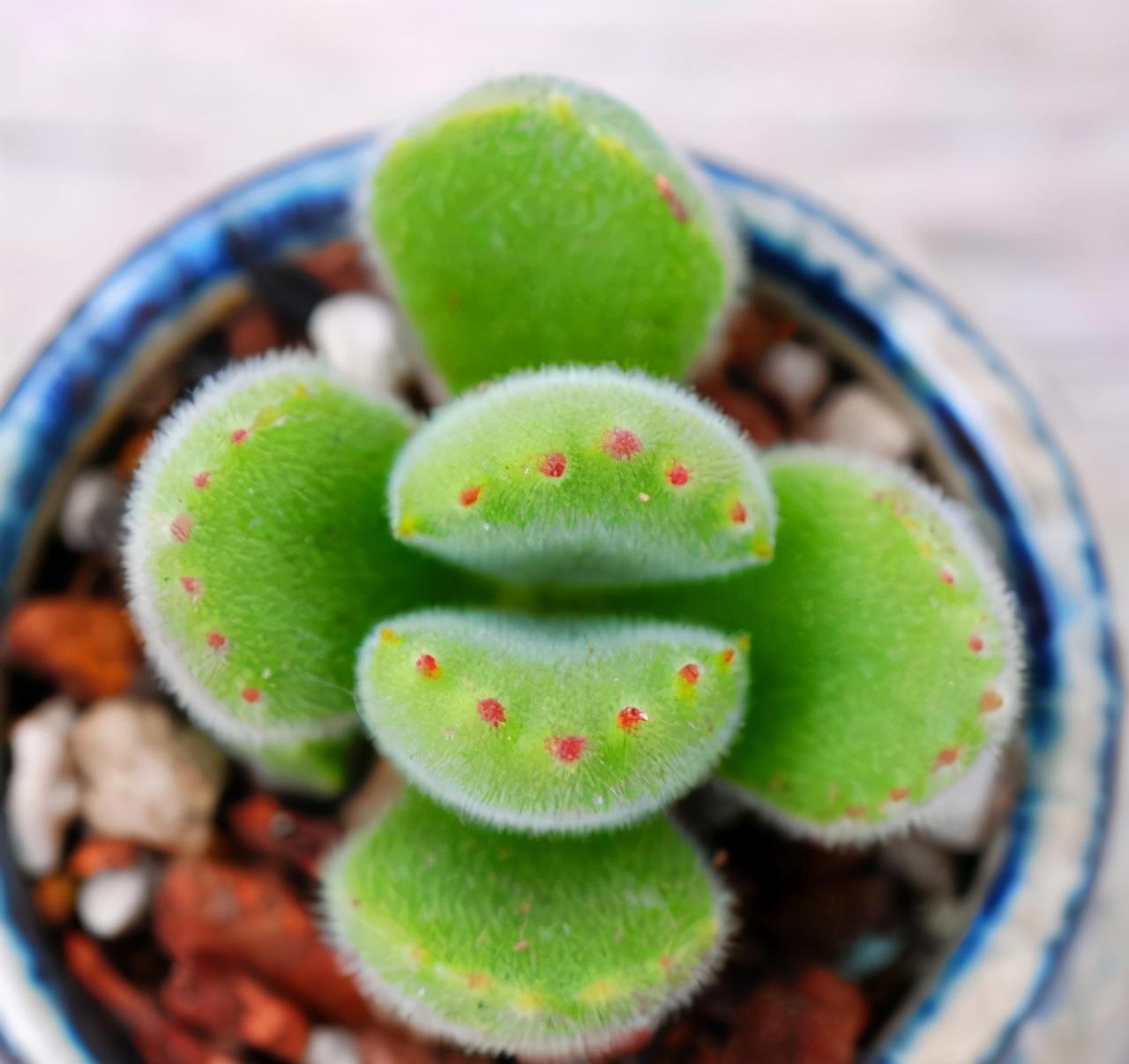 叶片|这“三多肉”扦插正当时，掰点叶片就生根，成活率比其他季节都高