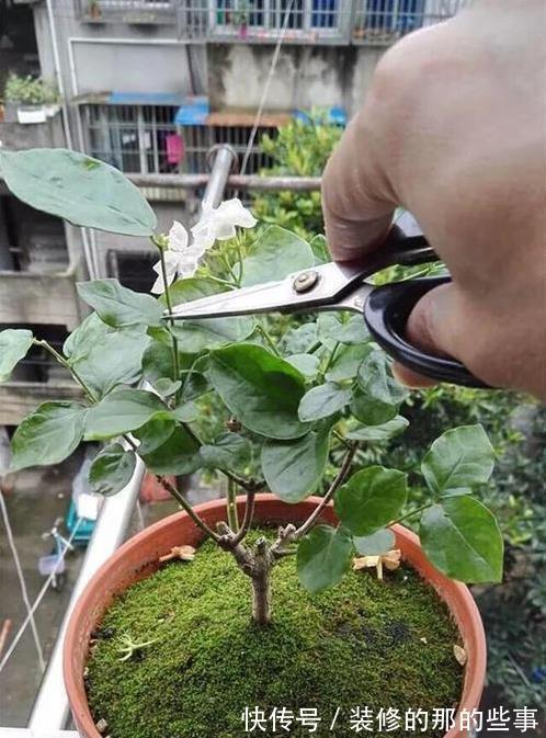 植物|日常简单操作，就让“茉莉”盆栽开花多，其他花草也这样养