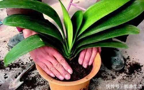 吊兰|养君子兰、吊兰，就要自制营养土！叶子油绿开花快