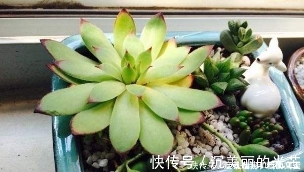 观音莲|多肉观音莲，最爱“吃大饼”，一摊一大张，一个夏天都犯愁