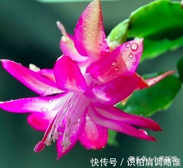 油亮|蟹爪兰浇水,掐准“时间”,不早不晚“刚刚好”,叶片肥厚又油亮