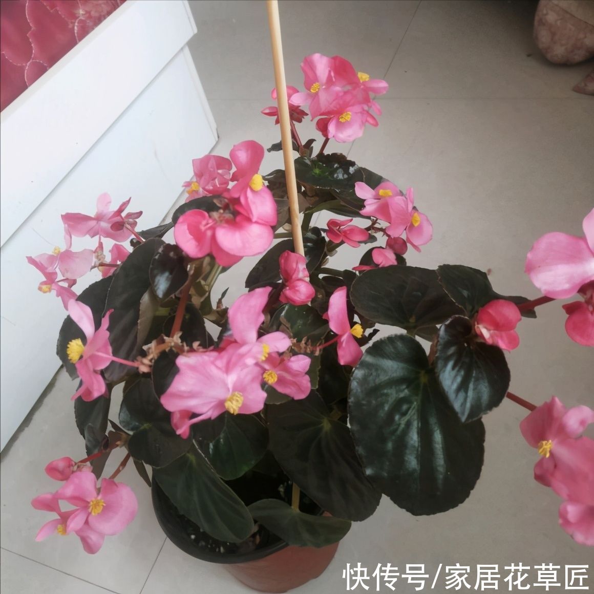 秋海棠|往阳台养花，就养一盆“花仙子”，十分耐晒，还可以四季开花