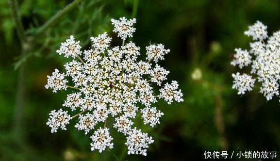 一种野草是蛇的天然“床铺”,开花美价值高!野外遇到最好别碰!