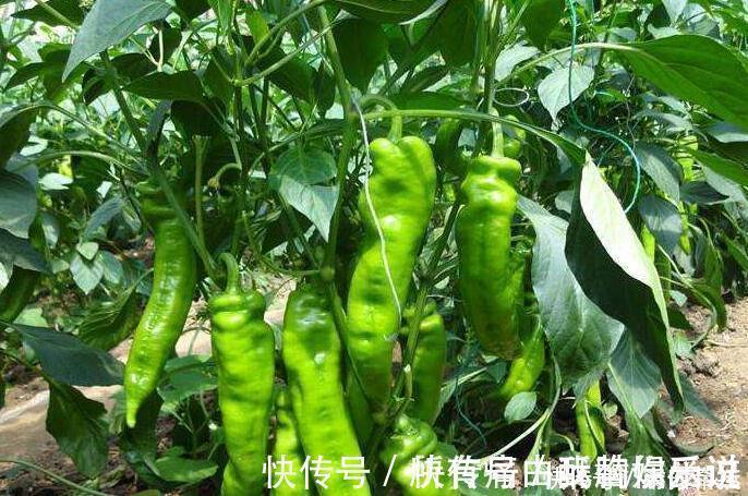 维生素c|常吃青椒的人,身体不会差,但切忌与一物同食,却有很多人不清楚