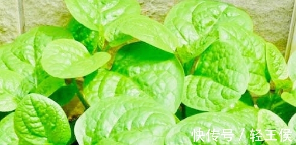 常吃|女性常吃“养血菜”,就是捡到宝,滋润五脏,养血清肝还抗癌!