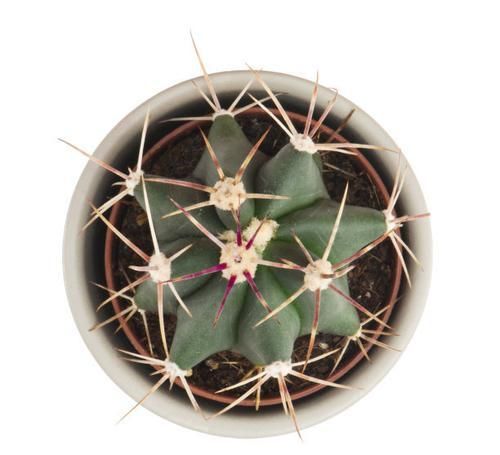  养花|用仙人球以花养花，以后再也不用花钱了