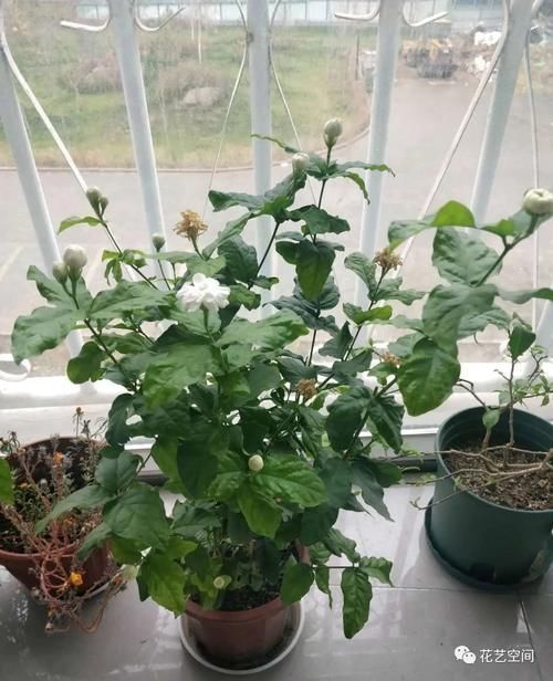 米醋|老花农都用醋养花，养一个旺一个，这些好处，你可能还不知道吧！