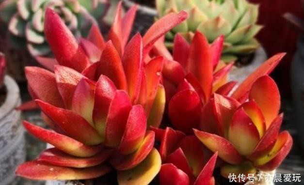 五种多肉冬天养最好,好养易爆盆,适当冻一冻,养出美状态!