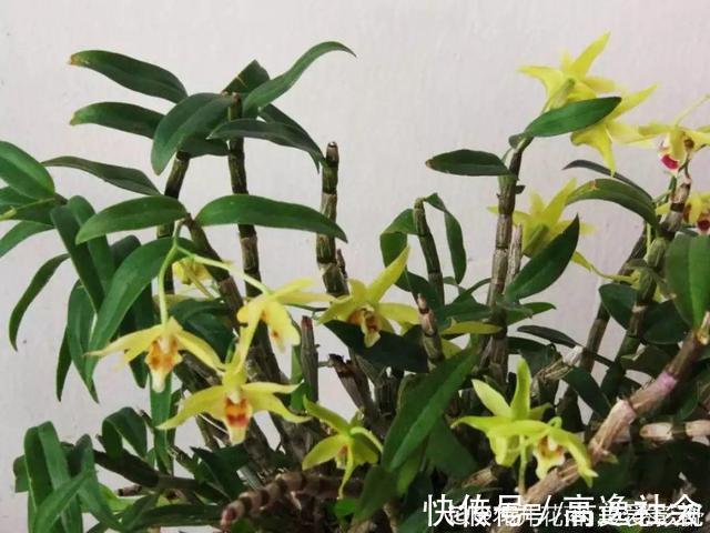 散尾葵|人养花，花也养人，这15种花，越养家里越干净