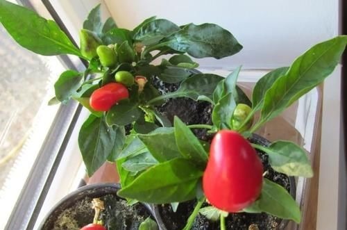 拿到蛋壳别急着养花，按“这要求”处理，给植物施肥才不出问题