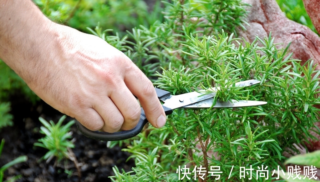 六种花是有名的“生活小帮手”，建议养一盆，以备不时之需