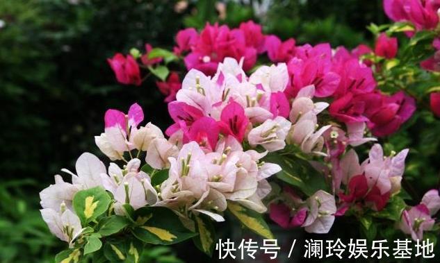 从10月2日开始，家养此款花卉，花朵漂亮似玫瑰，漂亮又芳香