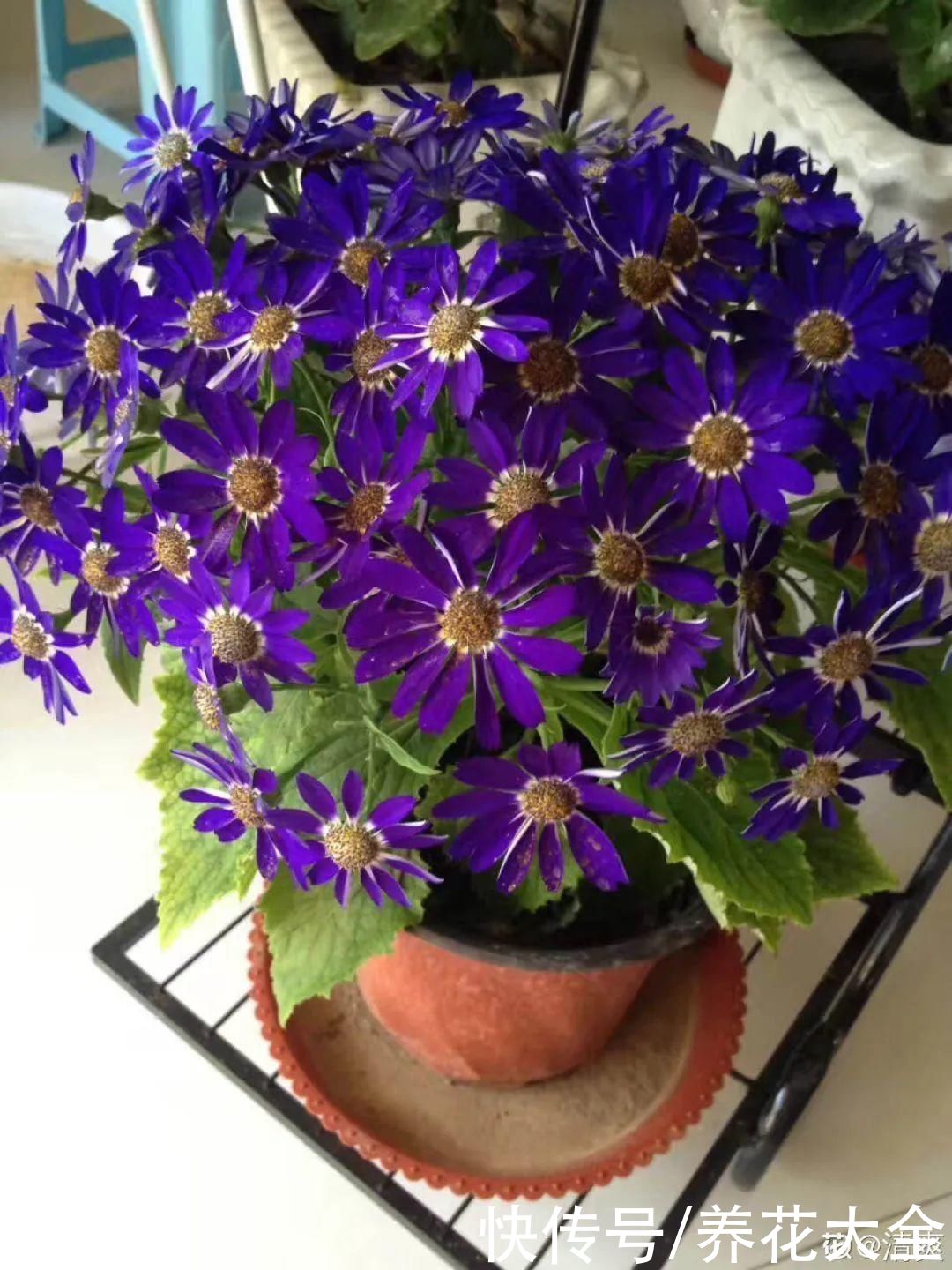 冬天好养的花,皮实不娇气,颜值高上档次,咋养都开花