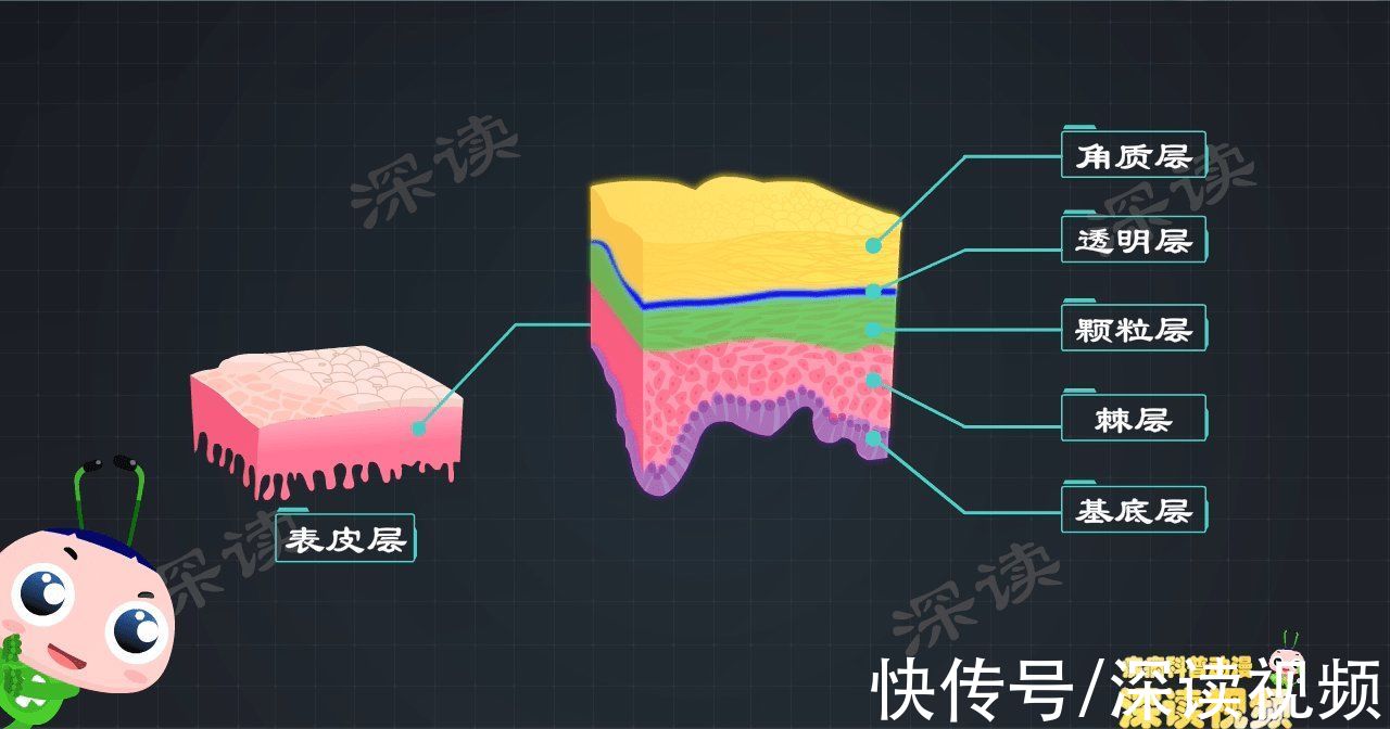 深读君|HPV感染风险竟高达80%？性病排行第2的尖锐湿疣到底咋感染的？