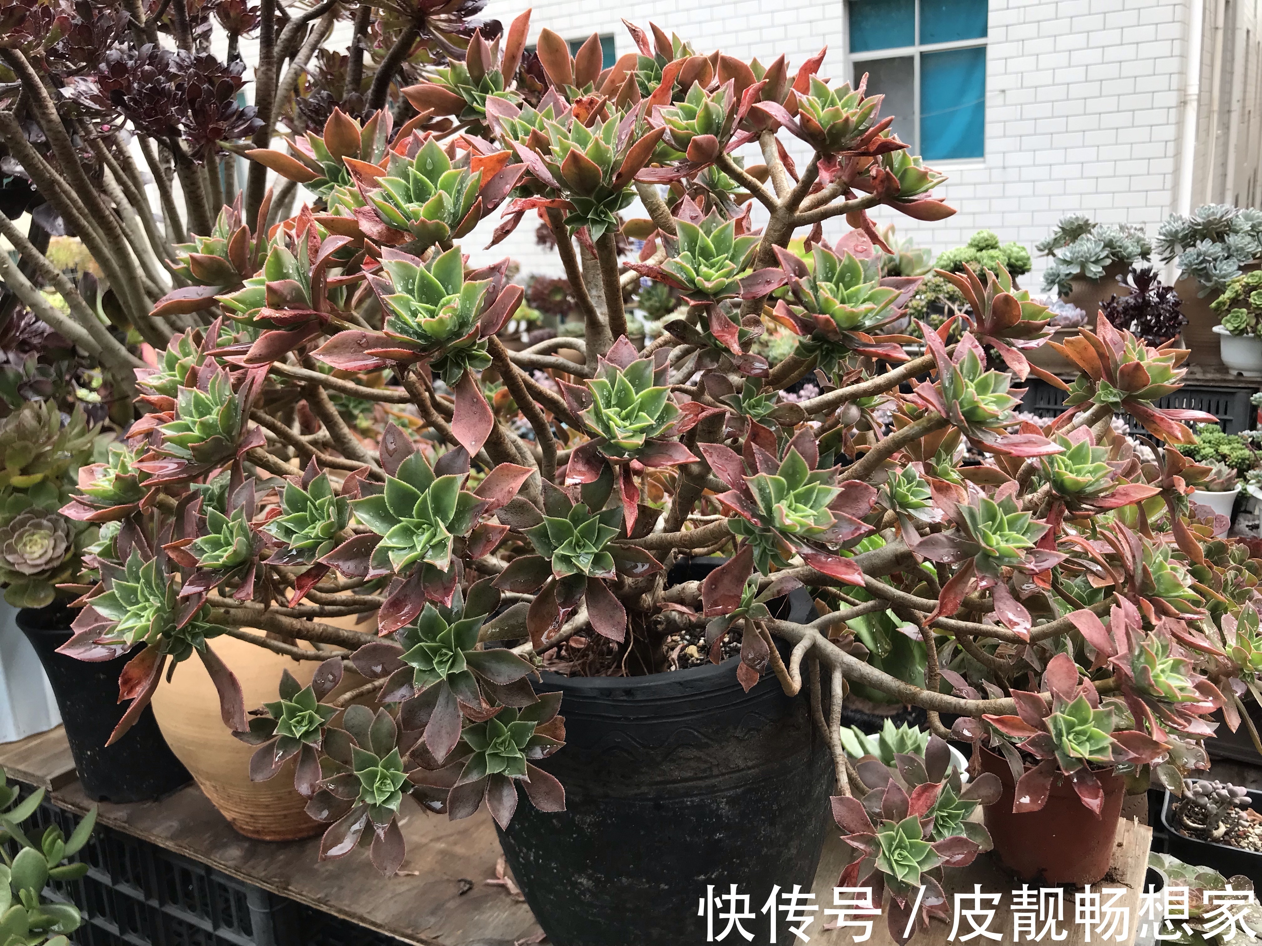 秋季养多肉爆盆技巧,不要犯了3个错,多肉长成大老桩