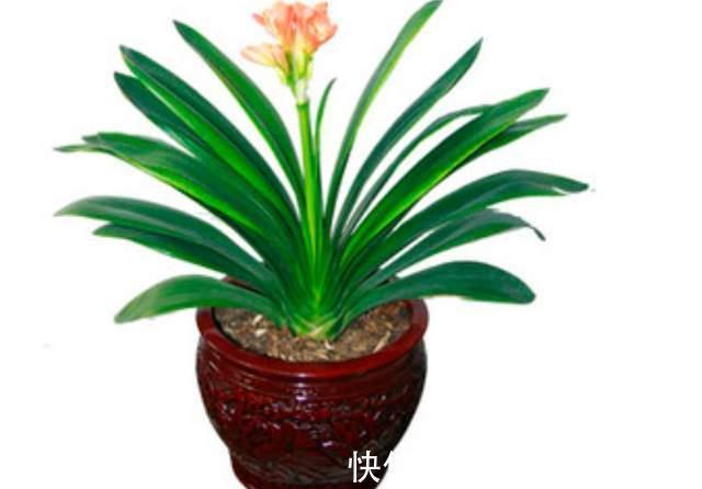 叶片|8月养君子兰“3不急”,注意“2点”,叶片油绿开花艳