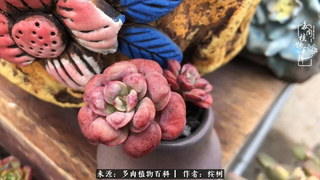 多肉度夏经验谈四季皆露养,兢兢业业养肉三年半!
