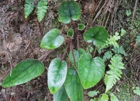长得河边的它，人称“软耳朵”，有人说恶心，却不知它能“抗癌”