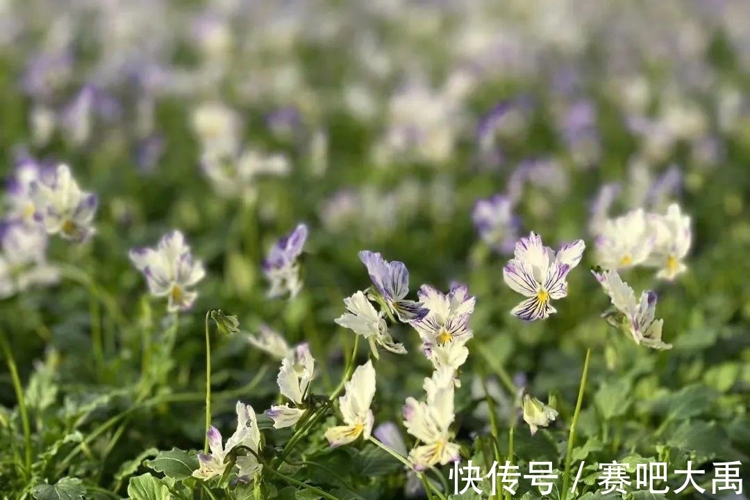 阳台上|特耐寒的花，冬天照样能爆盆，颜值不输牡丹