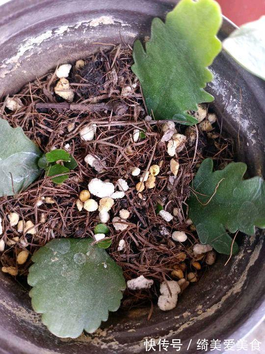 这5种花叶子落地便生根，趁现在抓紧繁殖，一个月长成小盆栽