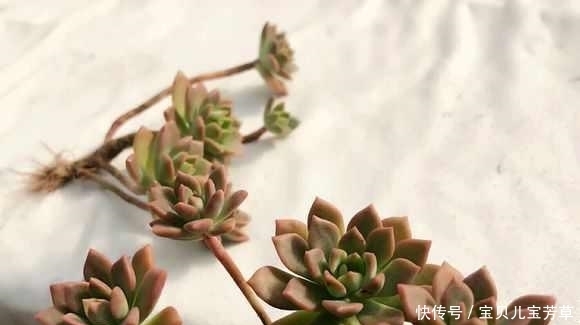 用了这3料，多肉入秋一个多月，被养成小胖子