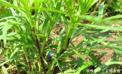 四处|农村的''野菜'',四处都能够见到,用它''炒腊肉''风味更佳