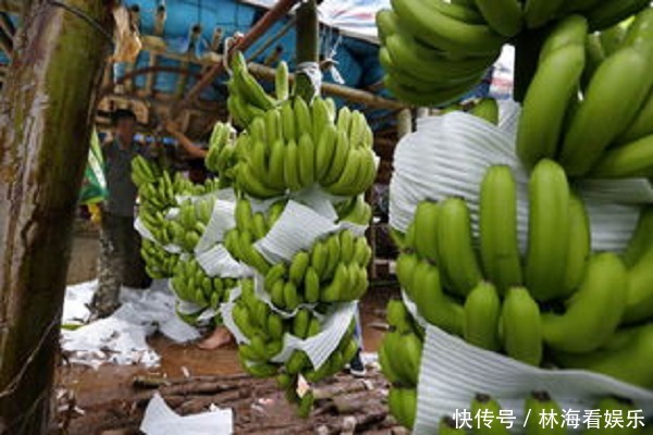 菲律宾香蕉价格多少钱一斤香蕉的品种有哪些