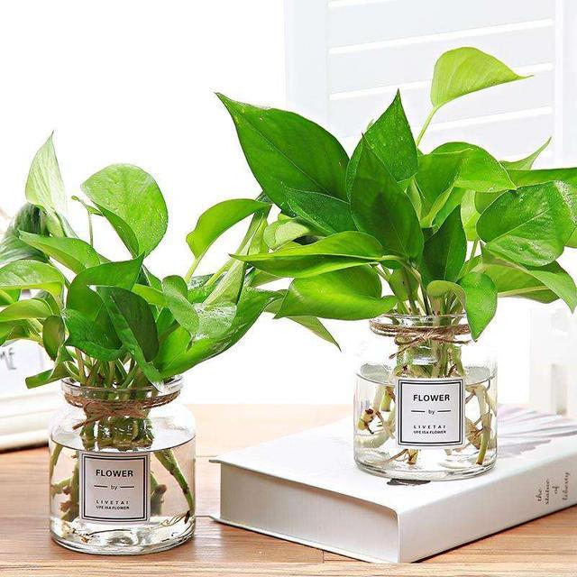 水培绿萝,施肥要谨慎,一个不注意,黄叶满盆,臭味满屋