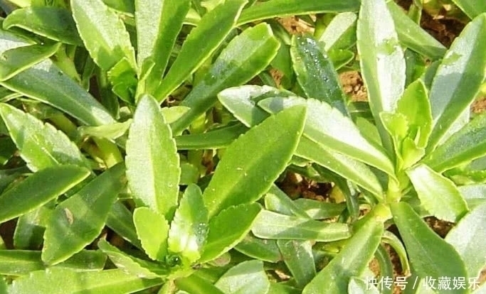 养心菜|农村田里的这种野草，钙是牛奶3倍，价值很珍贵，你有见过没