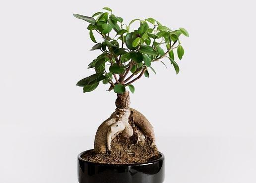 微型盆景如何制作,微型盆景制作步骤、养护方法来了