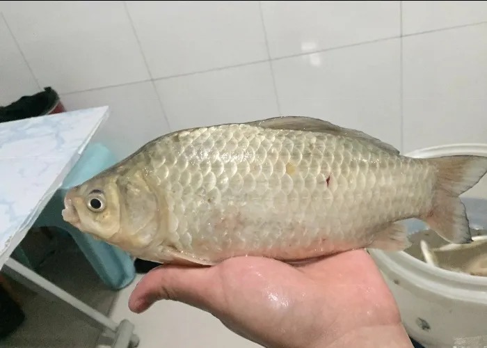 冬钓大板鲫关键在找鱼,这5个地方“藏鱼”多,找到拿黄金都不换