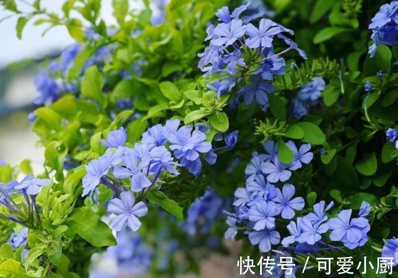 这些花12月要冬眠了,少浇水多晒晒更健壮,安全过冬来年爆盆