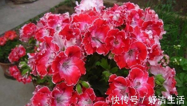 这些过期的药片丢花盆里,花像吃了兴奋剂,猛长叶狂开花