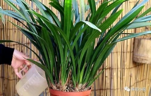 家庭养兰花,就怕4种错误养护,难怪总是养不好