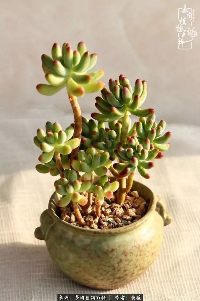 养了三年多肉，终于明白佛系养肉才是王道！