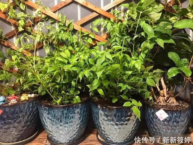 秋天养花不用买土,这种“免费土”,一分钱不花,一挖一麻袋