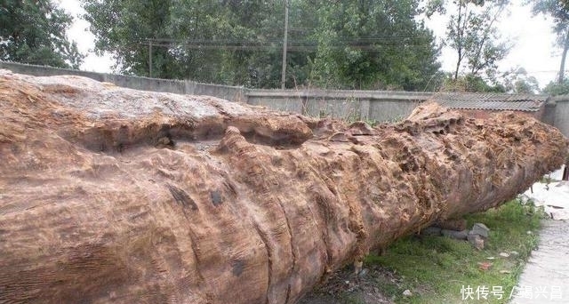 楠木|男子用30吨金丝楠木雕刻雄狮,富豪出价300万,男子:先给1000万