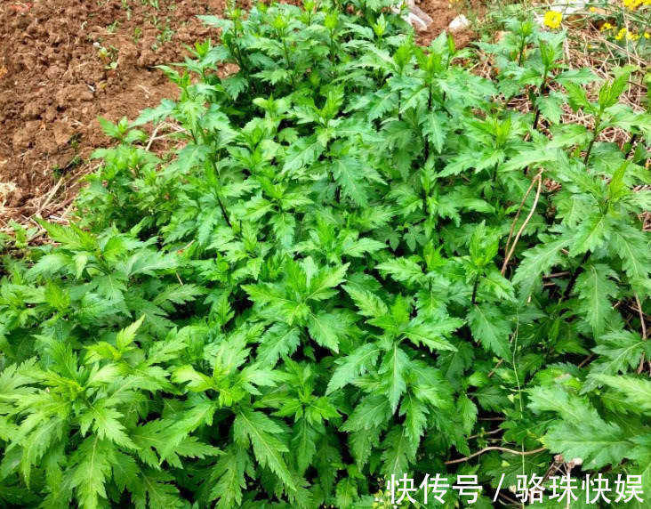 营养物质|农村一种“怪味”野菜,形似香菜但味道似薄荷,你们吃过吗